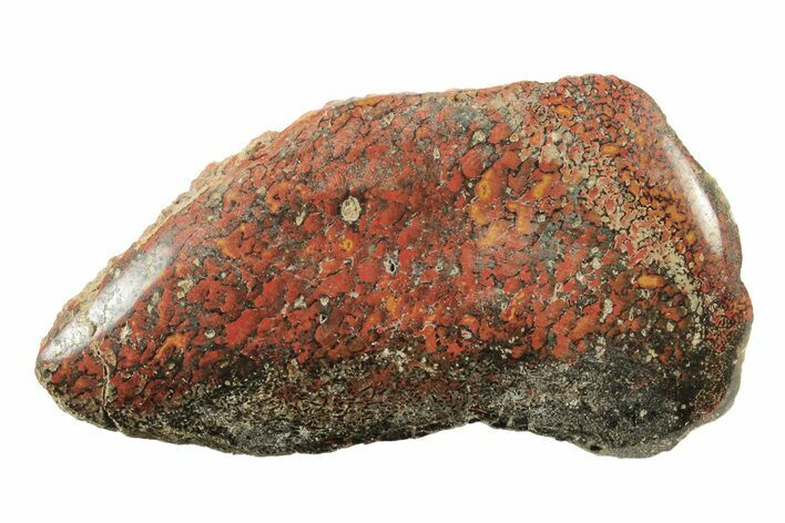 Polished Dinosaur Bone (Gembone) Section - Utah #240570